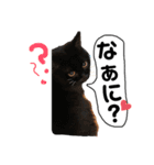 ブサカワなねこたち（個別スタンプ：4）