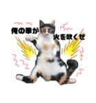 ブサカワなねこたち（個別スタンプ：6）