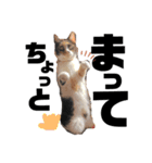 ブサカワなねこたち（個別スタンプ：9）