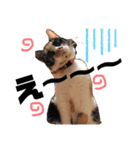 ブサカワなねこたち（個別スタンプ：10）