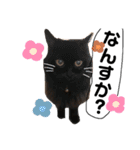ブサカワなねこたち（個別スタンプ：12）