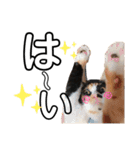 ブサカワなねこたち（個別スタンプ：14）