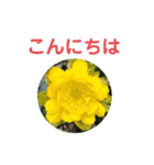 お花好き！ 大人 中高年向けのデカ文字（個別スタンプ：2）
