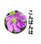 お花好き！ 大人 中高年向けのデカ文字（個別スタンプ：4）