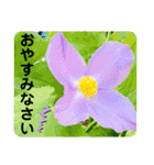 お花好き！ 大人 中高年向けのデカ文字（個別スタンプ：5）