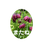 お花好き！ 大人 中高年向けのデカ文字（個別スタンプ：6）