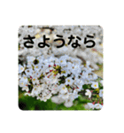 お花好き！ 大人 中高年向けのデカ文字（個別スタンプ：7）