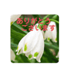 お花好き！ 大人 中高年向けのデカ文字（個別スタンプ：10）