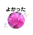 お花好き！ 大人 中高年向けのデカ文字（個別スタンプ：14）