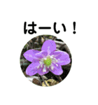 お花好き！ 大人 中高年向けのデカ文字（個別スタンプ：16）