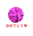 お花好き！ 大人 中高年向けのデカ文字（個別スタンプ：18）