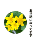 お花好き！ 大人 中高年向けのデカ文字（個別スタンプ：21）