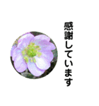 お花好き！ 大人 中高年向けのデカ文字（個別スタンプ：22）