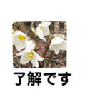 お花好き！ 大人 中高年向けのデカ文字（個別スタンプ：24）