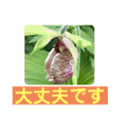 お花好き！ 大人 中高年向けのデカ文字（個別スタンプ：26）