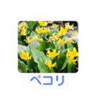 お花好き！ 大人 中高年向けのデカ文字（個別スタンプ：27）