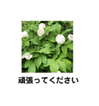 お花好き！ 大人 中高年向けのデカ文字（個別スタンプ：30）