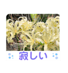 お花好き！ 大人 中高年向けのデカ文字（個別スタンプ：32）