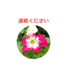 お花好き！ 大人 中高年向けのデカ文字（個別スタンプ：33）
