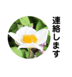 お花好き！ 大人 中高年向けのデカ文字（個別スタンプ：34）