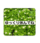 お花好き！ 大人 中高年向けのデカ文字（個別スタンプ：36）