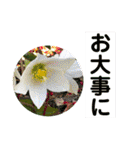 お花好き！ 大人 中高年向けのデカ文字（個別スタンプ：37）