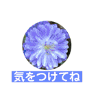 お花好き！ 大人 中高年向けのデカ文字（個別スタンプ：38）