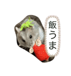 小さな天使のささみちゃん（個別スタンプ：4）