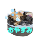 チョコ＆きなこ（個別スタンプ：7）