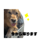 小太朗のスタンプだよ（個別スタンプ：3）