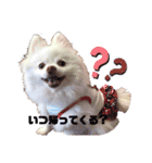 コロンとチロル（個別スタンプ：1）