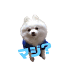 コロンとチロル（個別スタンプ：2）