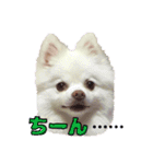 コロンとチロル（個別スタンプ：9）