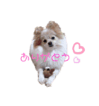 コロンとチロル（個別スタンプ：11）