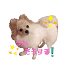 コロンとチロル（個別スタンプ：13）
