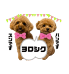 ツンデレトイプードルSUN＆PAN（個別スタンプ：1）