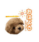 ツンデレトイプードルSUN＆PAN（個別スタンプ：5）