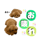 ツンデレトイプードルSUN＆PAN（個別スタンプ：8）
