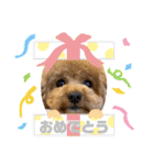 ツンデレトイプードルSUN＆PAN（個別スタンプ：9）