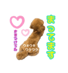 ツンデレトイプードルSUN＆PAN（個別スタンプ：22）
