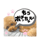 ツンデレトイプードルSUN＆PAN（個別スタンプ：27）
