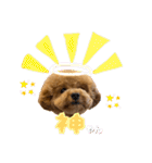 ツンデレトイプードルSUN＆PAN（個別スタンプ：29）