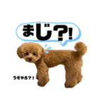 ツンデレトイプードルSUN＆PAN（個別スタンプ：30）