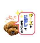 ツンデレトイプードルSUN＆PAN（個別スタンプ：35）
