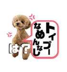 ツンデレトイプードルSUN＆PAN（個別スタンプ：36）