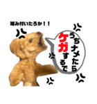 ツンデレトイプードルSUN＆PAN（個別スタンプ：40）