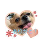 チワワの《お言葉》（個別スタンプ：1）