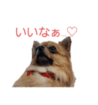 チワワの《お言葉》（個別スタンプ：2）