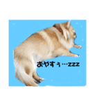 チワワの《お言葉》（個別スタンプ：3）