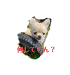 チワワの《お言葉》（個別スタンプ：6）